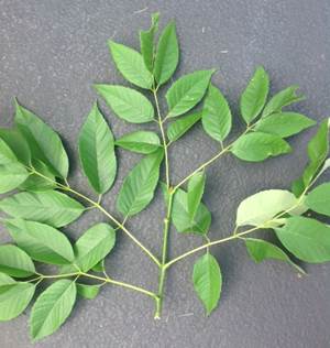 EAB.ash leaves